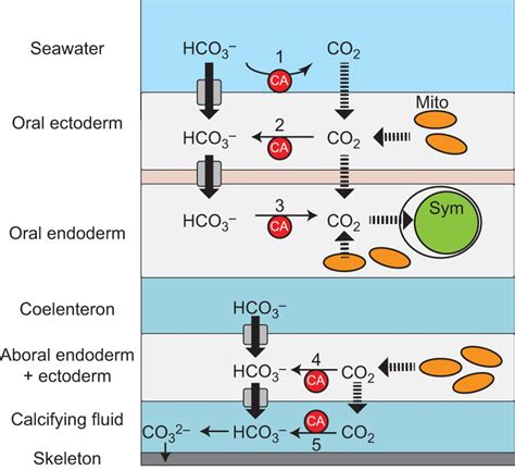 carbonic anhydrase function in photosynthesis